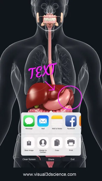 تصاویر My Digestive System Anatomy